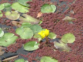 Yellow Water-lily