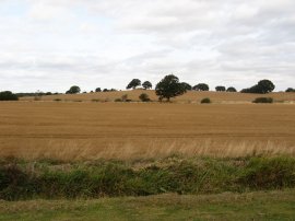 Fields nr Appledore