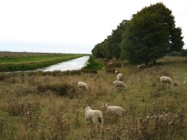 Royal Military Canal nr Appledore