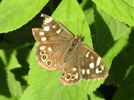 Speckled Wood Butterfly