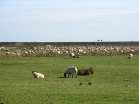 View over Pett Level