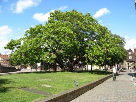 Indian Bean Tree