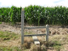 Maize across the footpath