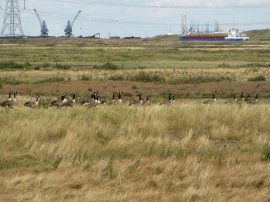 Canada Geese