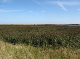 Little Murston Nature Reseve