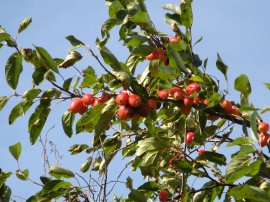 Strange Fruit Tree