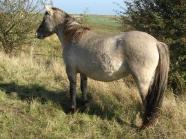 Konik Pony