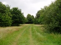 Epsom Common