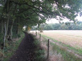 Great Park Wood