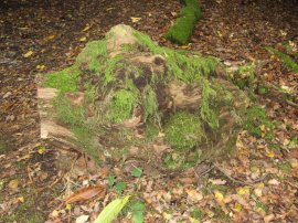 Moss covered log