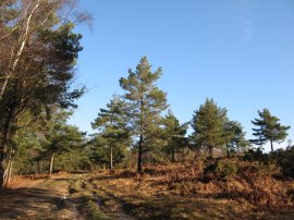 Ashdown Forest