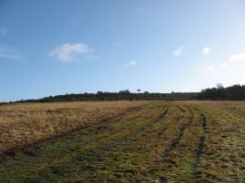 Ashdown Forest