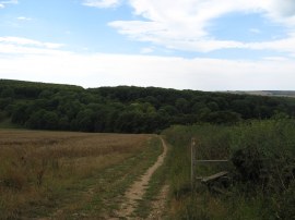 Approaching Friston Woods