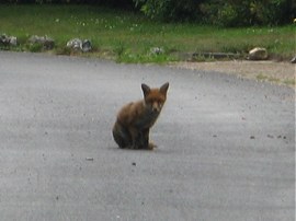 Fox Cub