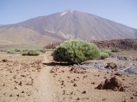 View towards Teide