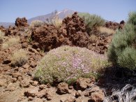 Las Caadas crater, Teide