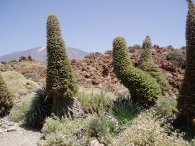 Teide Bugloss