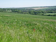 Fields nr Eynsford