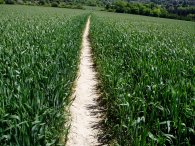 Fields nr Eynsford