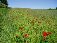 Poppies