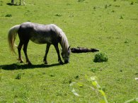 New born foal