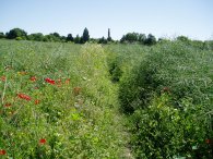 Fields Nr South Darenth