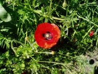 A Poppy