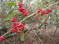 Holly Berries