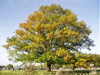 Oak Tree, High Beech
