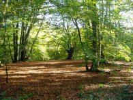 Beech trees, Epping Forest