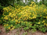 Rhododendrons