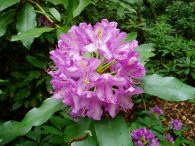 Rhododendrons