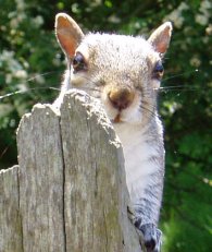 Grey Squirrel