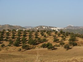 Olive Grove