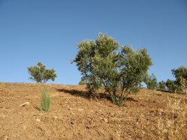 Fields nr Lake Viuela