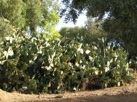 Prickly Pears