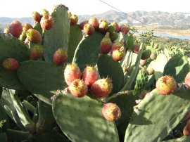 More Prickly Pears