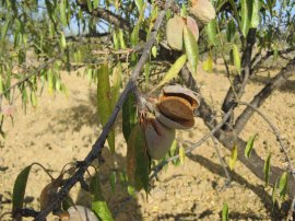 Almond Tree