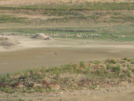 Sheep and Goats at Lake Viuela