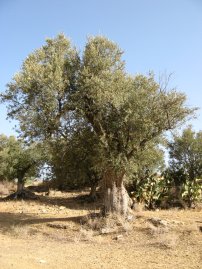 Old Olive Tree