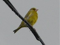 Greenfinch, East Mersea Island