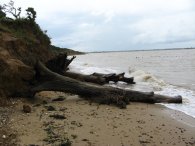 Coastal erosion, Mersea Island