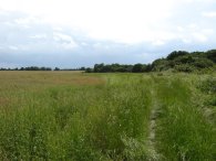 Fields, Mersea Island
