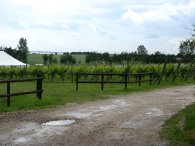 Mersea Island Vineyard