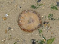 Beached Jellyfish