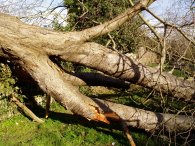 Fallen Tree