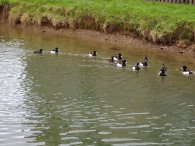 Tufted Ducks