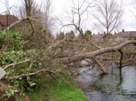 Fallen Tree, Palmers Green