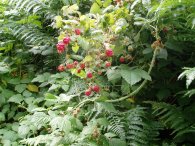 Raspberries, soon to be eaten