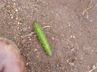 Emperor Moth Caterpillar